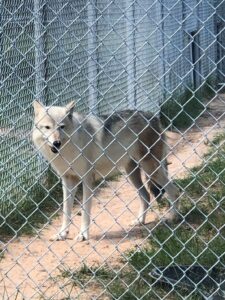Arctic Wolf from a sanctuary