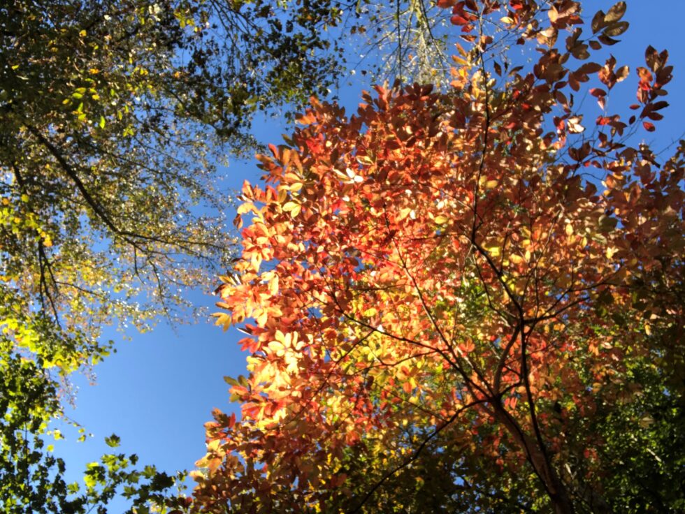 Autumn Color from Columbus, NC offers design inspiration 