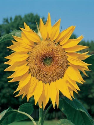 Mammoth sunflower courtesy of Burpee