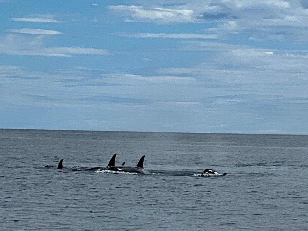 Killer Whales in Alaska
